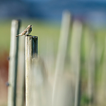BB 15 0529 / Anthus petrosus / Skjærpiplerke